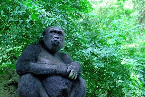 גן חיות בברונקס
