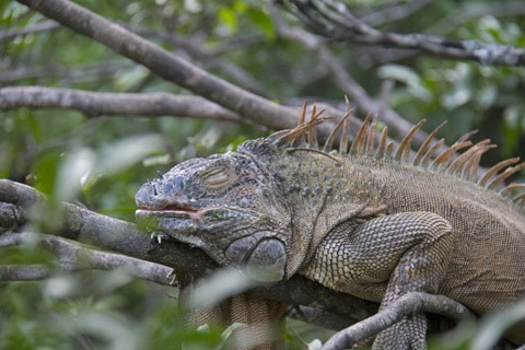 ממש כמו בנשיונל ג'אוגרפיק