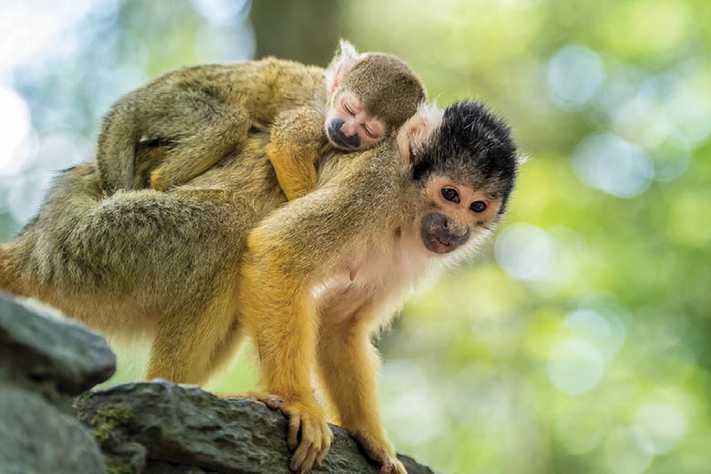 שני קופים בפארק הקופים אפנהול