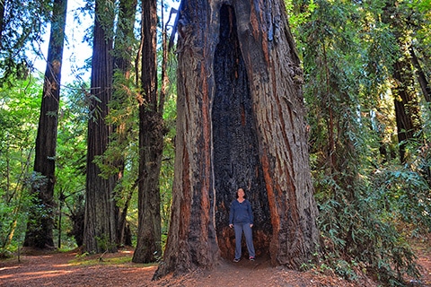 עצי סקויה בפארק יוסמיטי