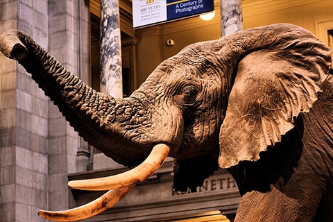 מוזיאון הטבע בוושינגטון