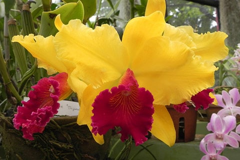 ג'ורדין דה מונטריאול