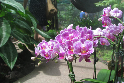 הגנים הבוטניים של סינגפור