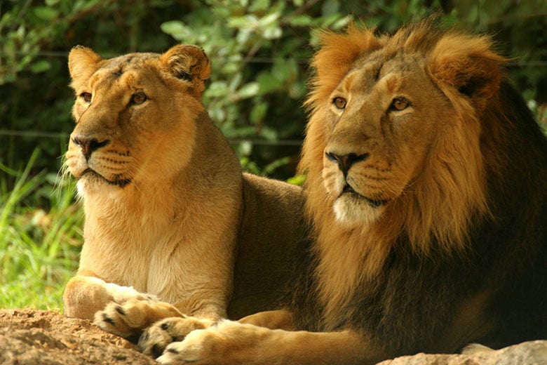 אריה ולביאה בגן החיות התנכ"י, ירושלים