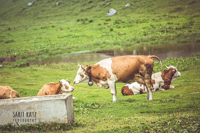 פרות נחות על דשא בסלובניה