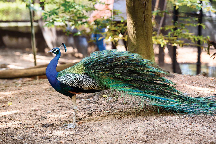 טווס בגן הציפורים בקפריסין