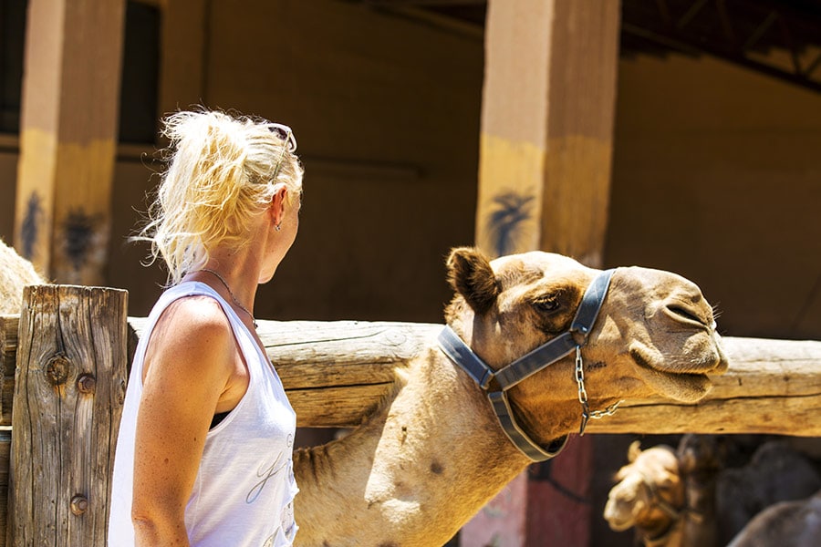 אישה ליד גמל בחוות הגמלים בכפר מזטוס