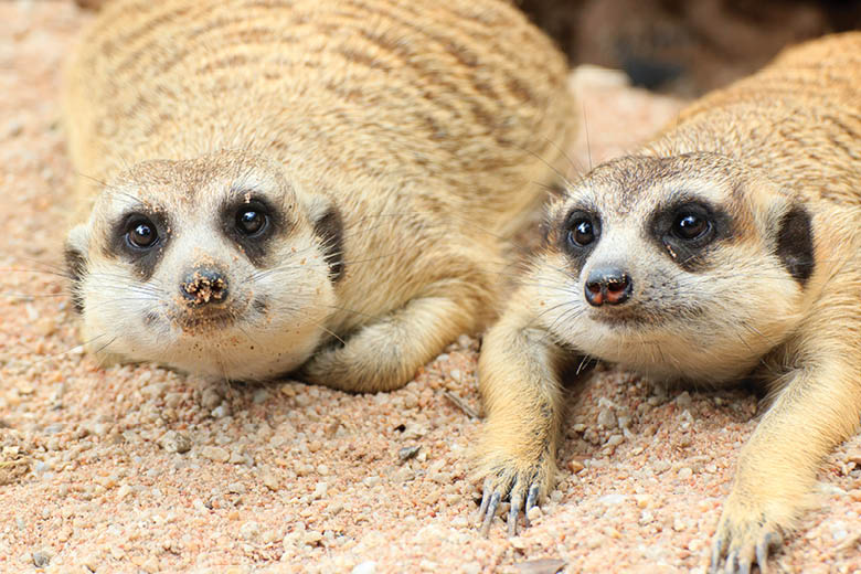 Khao-Kheow-Open-Zoo