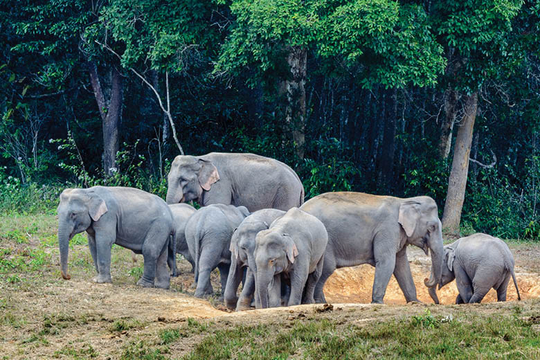 עדר פילים בשמורת הטבע הלאומית קאו יאי