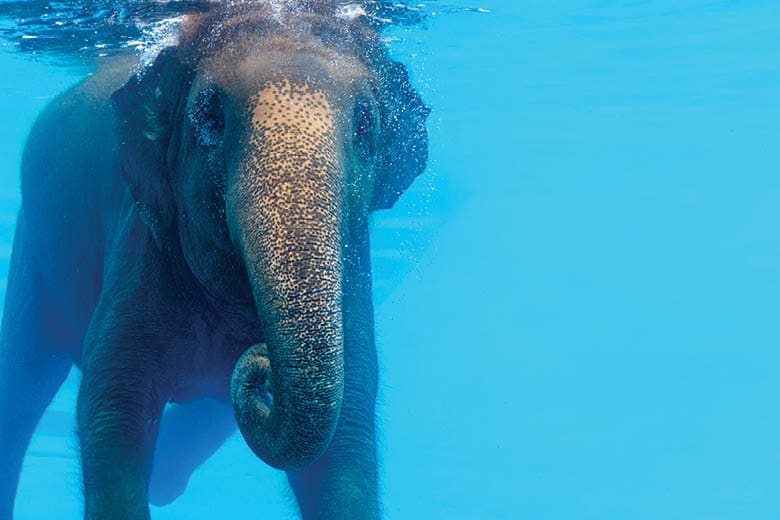 פיל מתחת למים בגן החיות הפתוח Khao Kheow