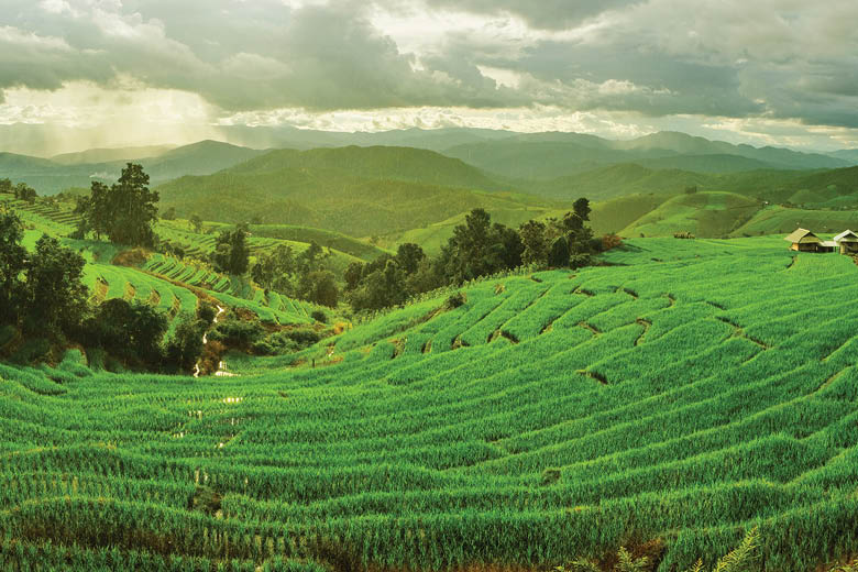 טרסות האורז בתאילנד