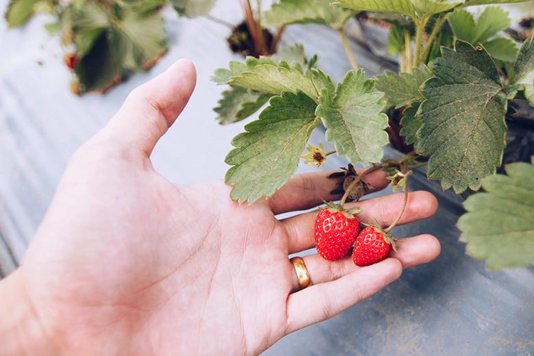 חוות תותים בתאילנד