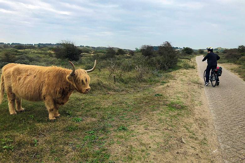 טיול אופניים בהולנד