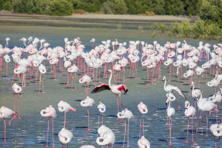 פלמינגו בשמורת ראס אל קור בדובאי