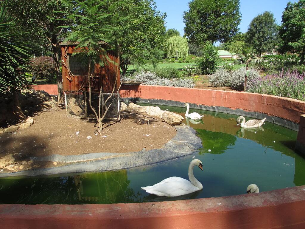 בריכה עם אווזים וגן